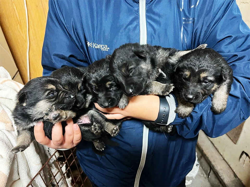関西ドッグスクール 仔犬販売